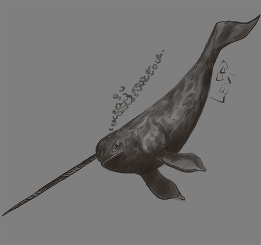 Narwhal