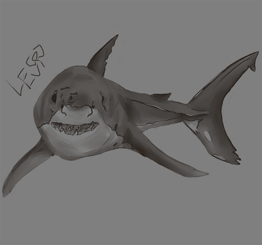 Carcharodon Carcharias