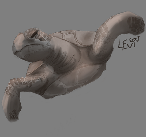 Sea Turtle